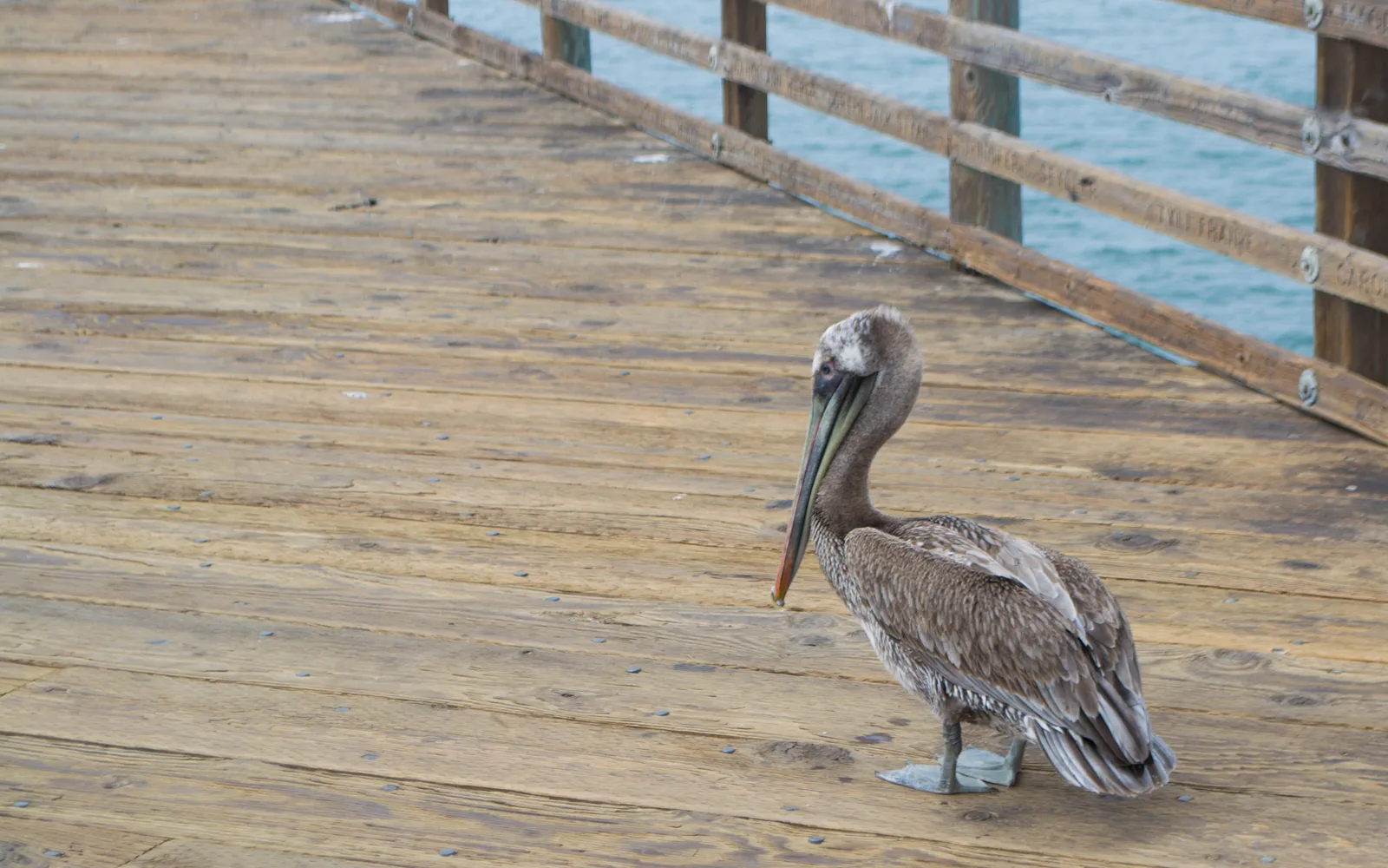 A brown pelican perched on the Oceanside Pier, with the Pacific coastline and California sky in the background